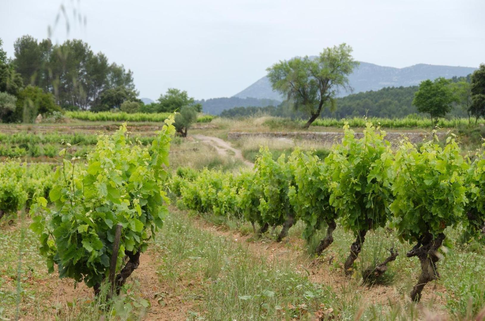 La Maison De Campagne Carcès 外观 照片